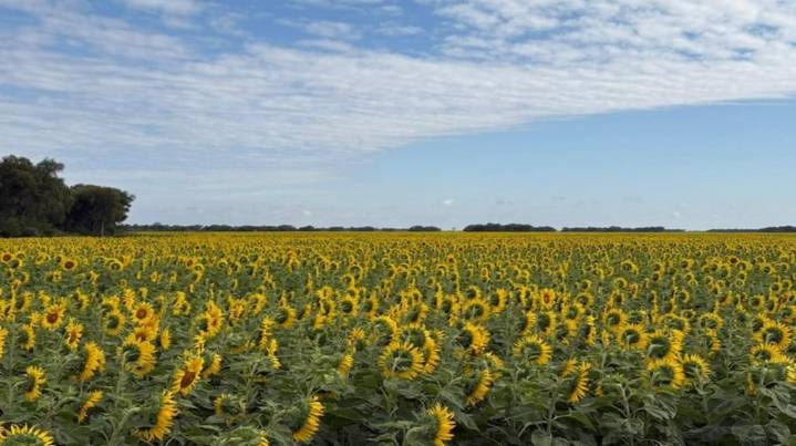 La siembra de girasol finalizó con una expansión de la superficie, pero advierten sobre los daños de palomas