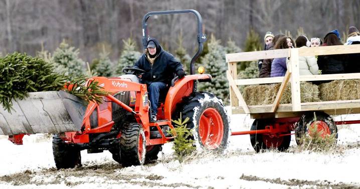 Christmas tree hunting season underway