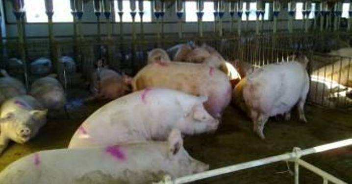 China suspende la importación de carne de cerdo de doce empresas de Barcelona