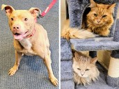 Pets of the week: Vinnie is a wiggler. Cinnamon and Peaches are best buddies
