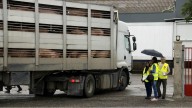 Los trabajadores suspendidos por la peste porcina se elevan a 458 personas, todos en un matadero de la zona del brote