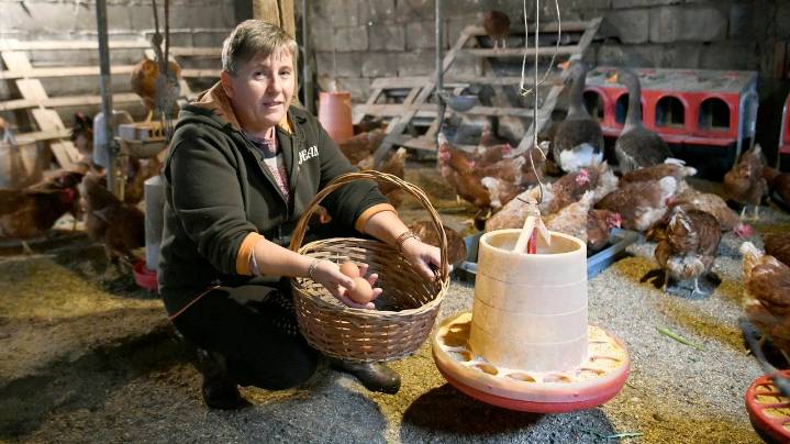 Así sobrellevan las gallinas el confinamiento por gripe aviar: «Pechalas non lles vai ben porque están acostumadas a saír todos os días»