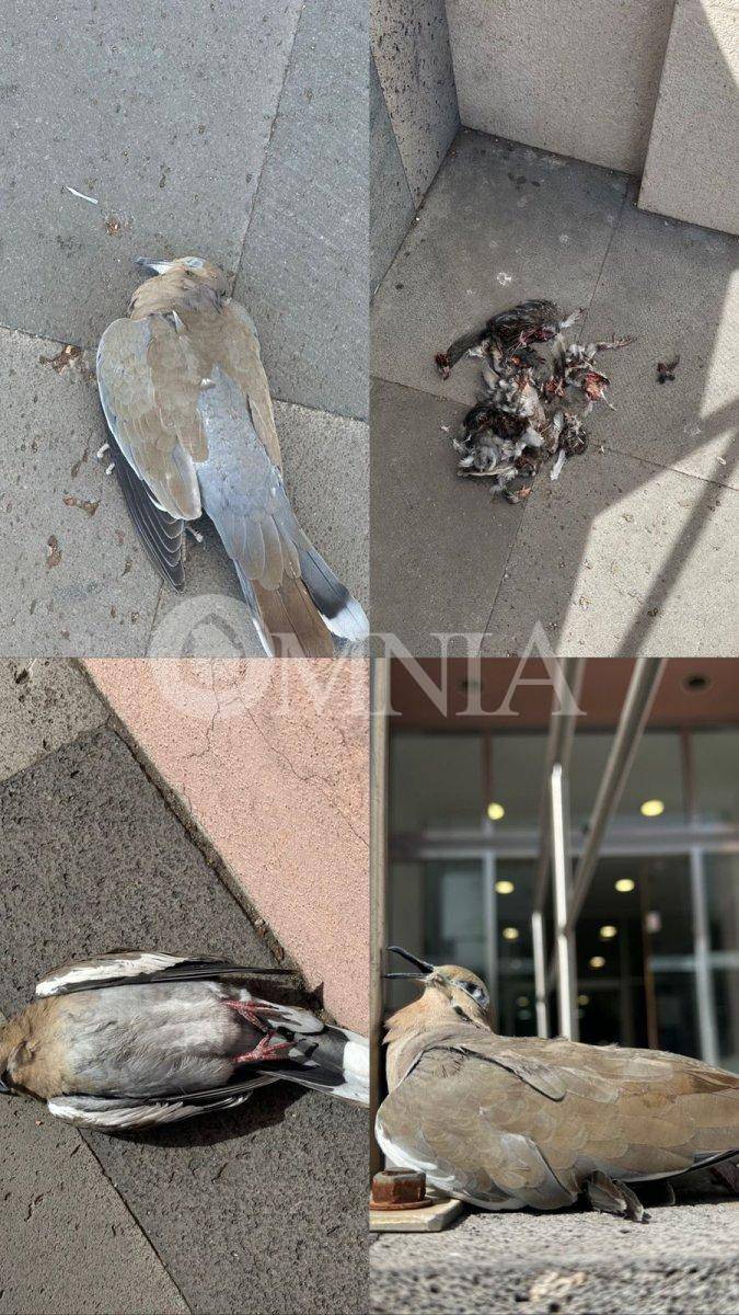 Atenderá coordinación de protección animal aparición de palomas muertas en el Centro Histórico: Reza