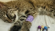 Passaic County wildlife refuge rescues bobcat cub
