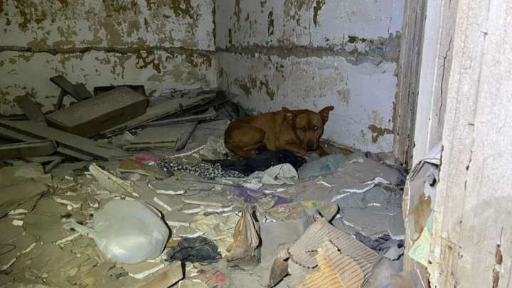 Missouri Stray Trembles In The Rubble Until Gentle Hands Lead Her To Safety