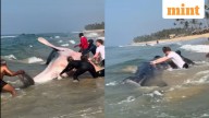 Locals and tourists rescue stranded shark at Kerala's Varkarla beach