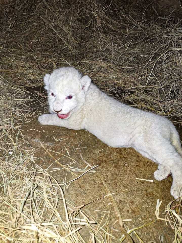 Muere cría de león de Timbavati nacido en el Zoológico Las Delicias
