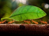 Hormigas enfermas se aíslan voluntariamente para no contagiar infecciones a nadie más de la colonia