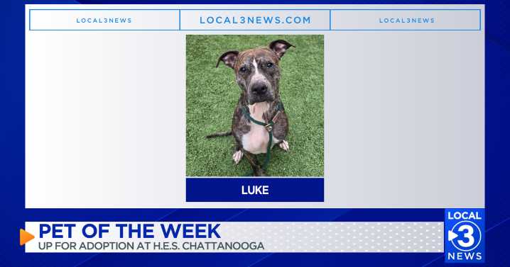 Luke the dog up for adoption at the Humane Educational Society of Chattanooga