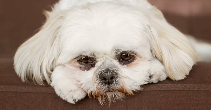 B.C. man banned from owning pets after dog found neglected