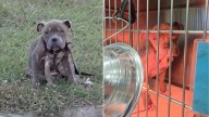 Texas Rescue Team Shocked To Discover What Made A Malnourished Pittie Sick