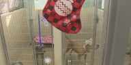 ‘They’re all individuals as much as people are’ | Knoxville pet shelters urge against irresponsible adoption of animals for holiday gifts