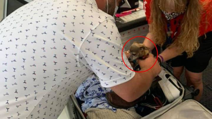 Texas Couple Shocked When Airport Staff Uncover A Secret Passenger In Their Luggage