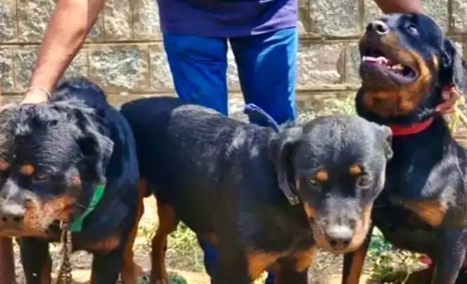 Owner Abandons Rottweiler Dogs; Animals Maul Woman To Death