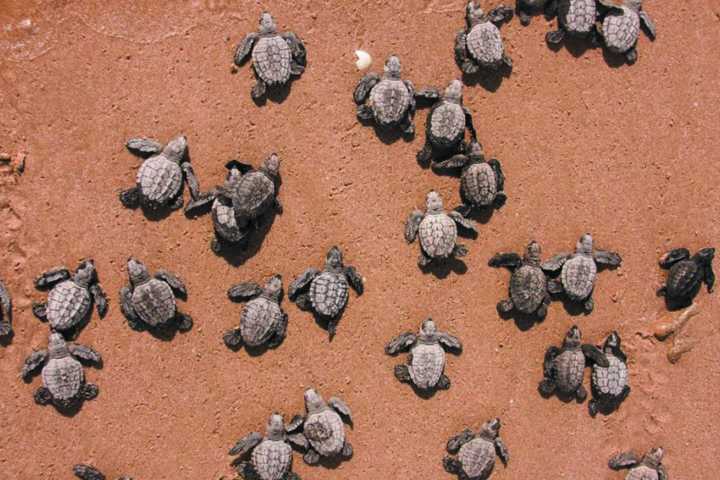 Tortugueros superan cifras