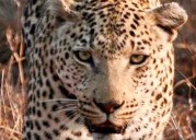 Maha: Goats to be released in forests to stop leopards from entering human settlements for food