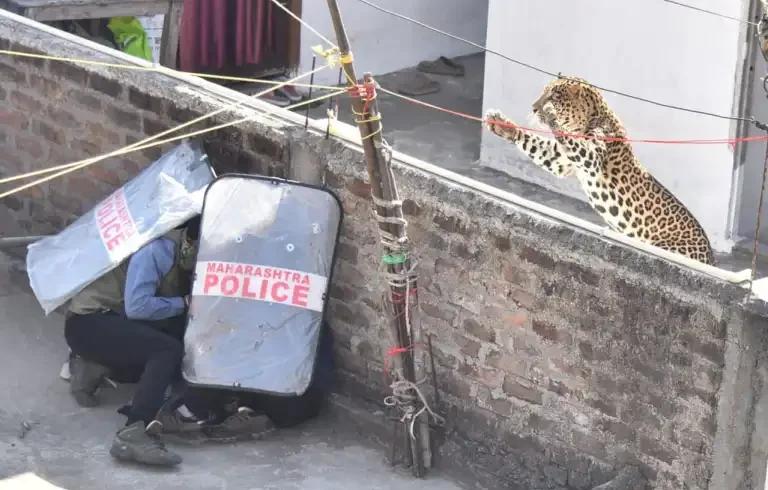 Video: Leopard Injures Seven in Nagpur’s Pardi Area; Rescue Team Faces Dangerous Challenges Amid Resource Shortages