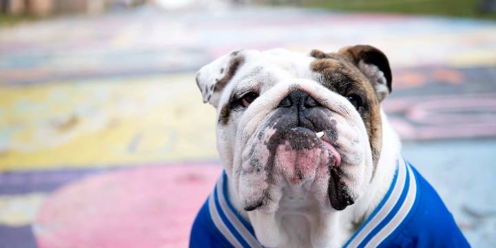 Griff II, Drake University’s beloved live mascot, to retire this spring