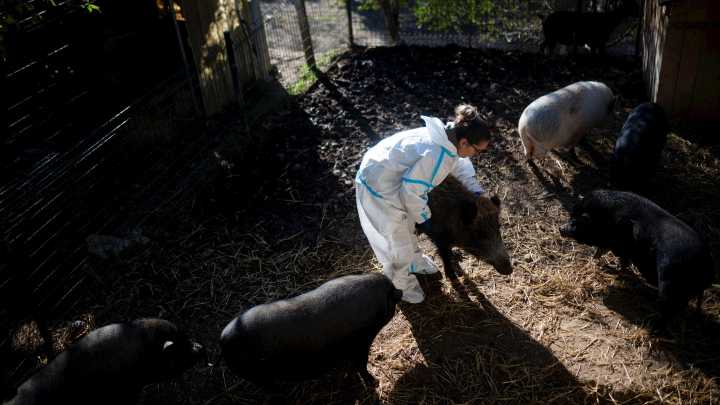 Tres nuevos jabalíes con peste porcina africana elevan a 16 los positivos en el brote de Collserola
