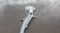 Hallan un tiburón martillo varado en la playa de La Garita, en Lanzarote