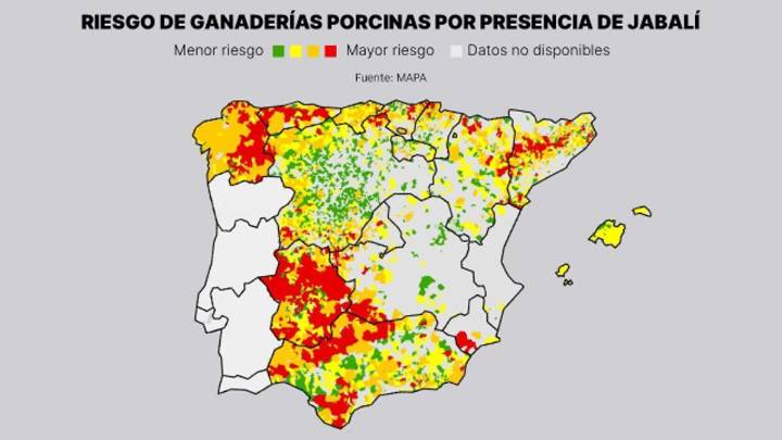 El norte de Andalucía, el este de Galicia, Extremadura y Asturias, las zonas con más riesgo por la peste porcina