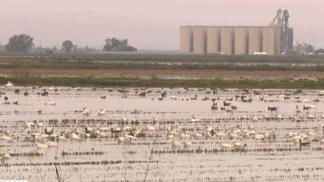 See the tundra swan through tours in Yuba County