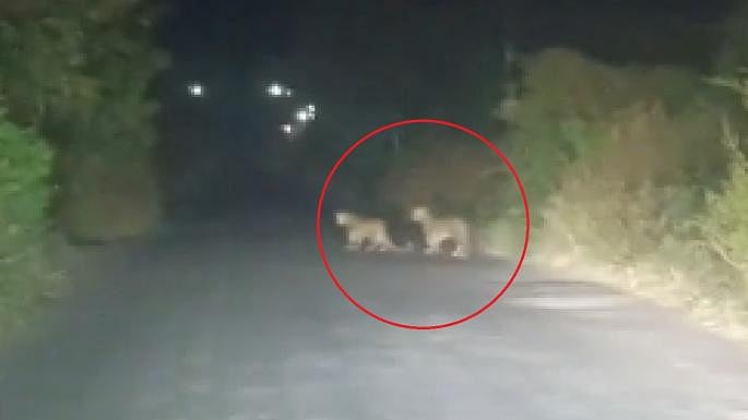 Beed: Three Leopards Spotted Together On Doithan–Ashti Road, Viral Video Sparks Panic