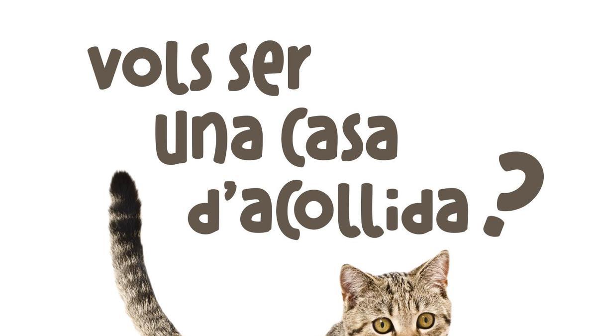 Puçol lanza una campaña para crear una red de casas de acogida para animales sin hogar