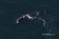 Critically Endangered Whale Last Seen in 2024 in Ireland Resurfaces 3,000 Miles Away