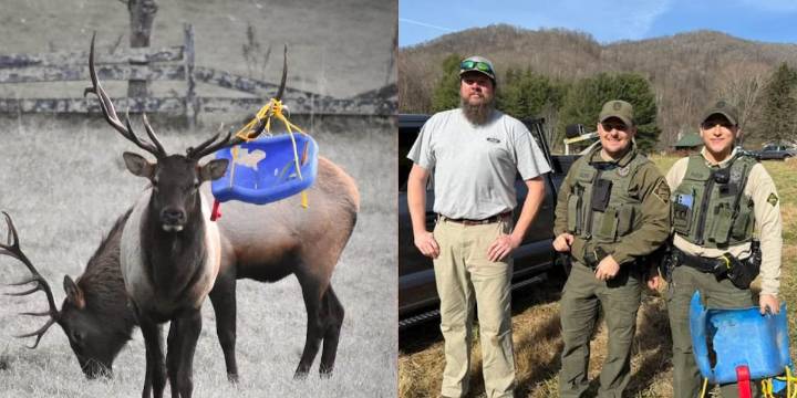 NC Wildlife removes child’s swing entangled in elk’s antlers
