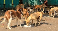 Missing Dogs Mystery in Lakhimpur Sparks Fears of Trafficking