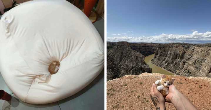 54 Tiny Cats In Big Spaces That Make You Want To Cry And Protect Them Forever