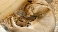 Detroit Zoo announces birth of three African lion cubs