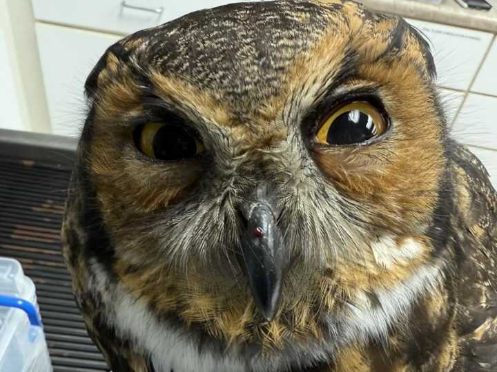 Great horned owl found tied in a bag triggers Michigan animal cruelty investigation