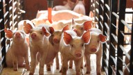 "¿Qué está pasando": preocupación en las explotaciones por la crisis de la peste porcina