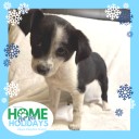 Adopt before you shop. Dec. 13