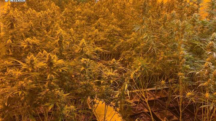 Desmantelan un laboratorio oculto en una finca de Galicia con 2.800 plantas de cannabis