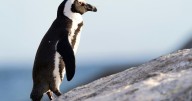 Mueren 62 mil pingüinos por hambruna en Sudáfrica: científicos alertan riesgo de extinción en 2035