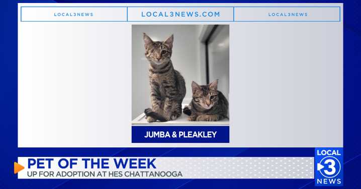 Cats Jumba and Pleakley up for adoption at Humane Educational Society of Chattanooga