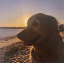South Boston Neighbor Looking for Video Footage of Hit + Run of Golden Retriever
