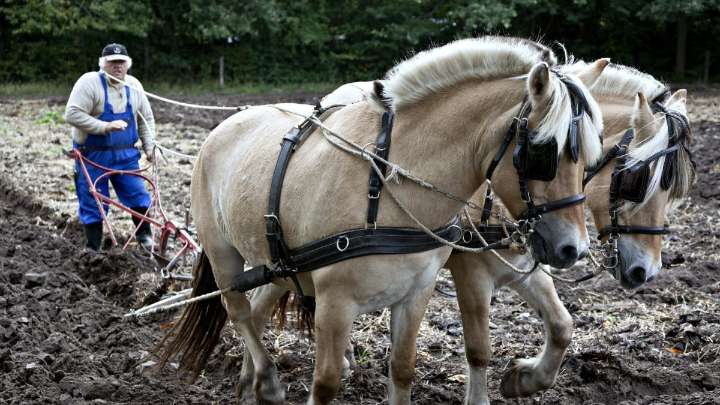 New Improved Horse Gets Up to 60 Miles Per Carrot
