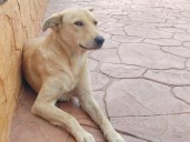 Pide especialista cuidar a mascotas de pirotecnia durante fiestas decembrinas en Quintana Roo