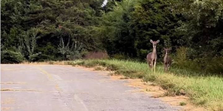Three charged with illegal deer hunting in Waupaca County