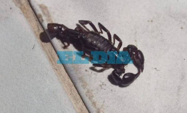 Un barrio de La Plata en alerta tras la aparición de un alacrán