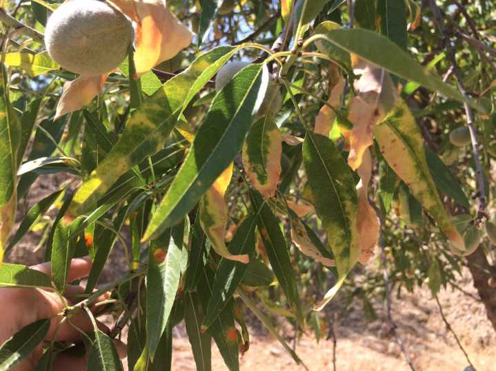 Bacteria ‘Xylella fastidiosa’ tiene al país en emergencia fitosanitaria