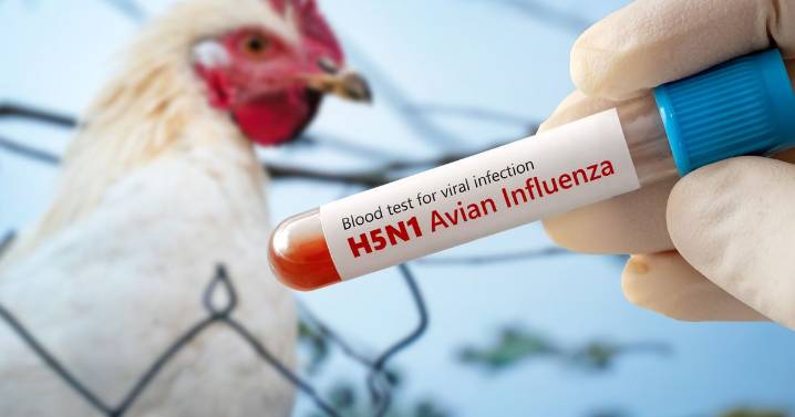 New pandemic fears as deadly bird flu strain is 'mutating faster than ever'
