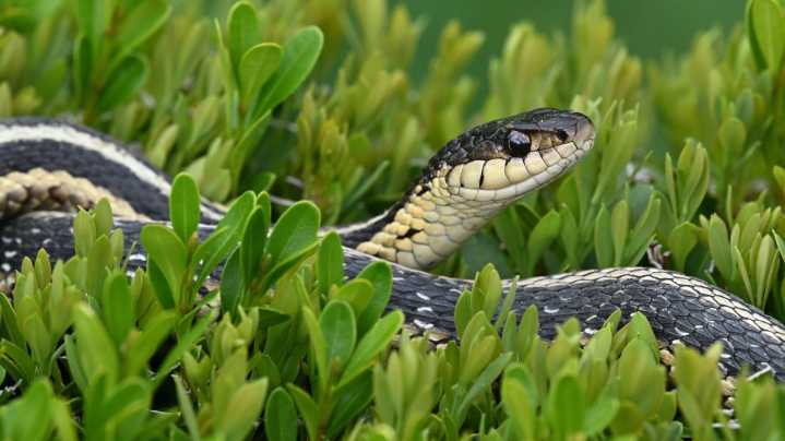 The Popular Climbing Plant That Is Attracting More Snakes Into Your Yard