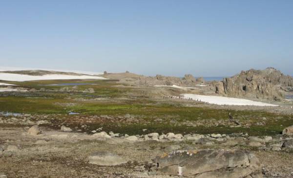 Descubren áreas libres de hielo y vegetación en Antártida
