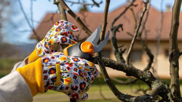 Experts say gardeners should check one thing before pruning in December to avoid 'increased risk of disease'