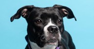 AWLA's Pawfect Match of the Week 